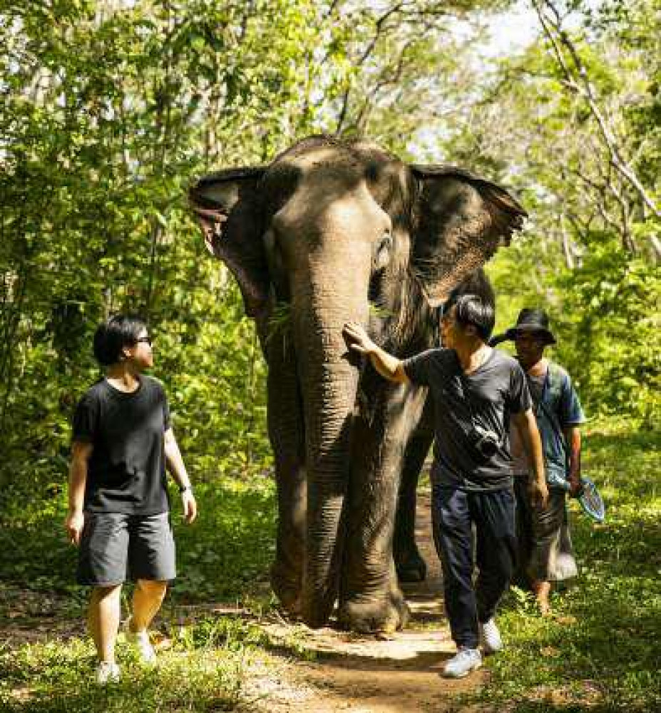 Sappraiwan Elephant Resort & Sanctuary